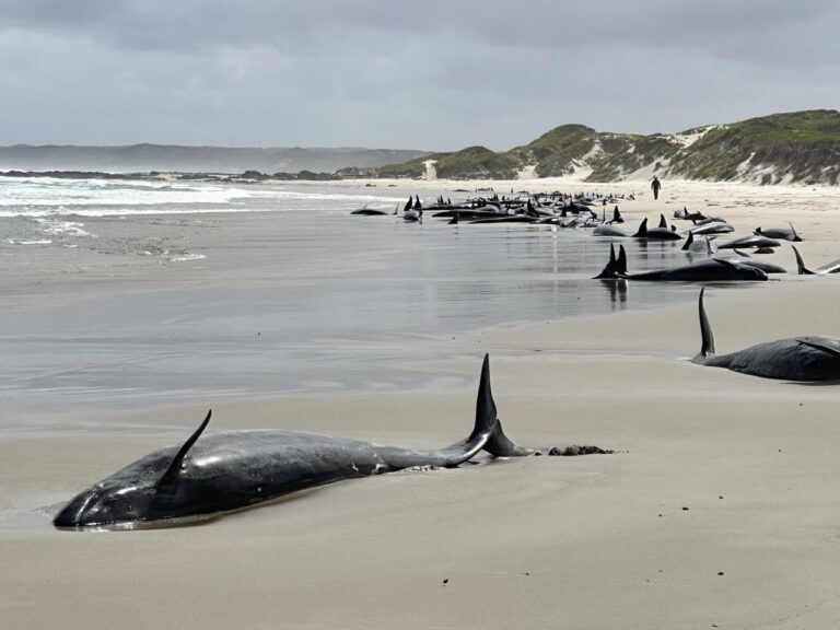 Experts give up hope for 157 false killer whales stranded on a beach in Australia's Tasmania state