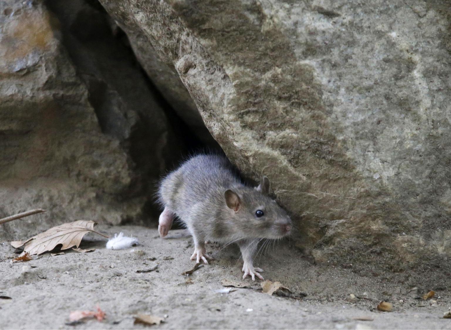 Rats! More rodents are infesting cities as scientists say warmer temperatures mean more rat babies