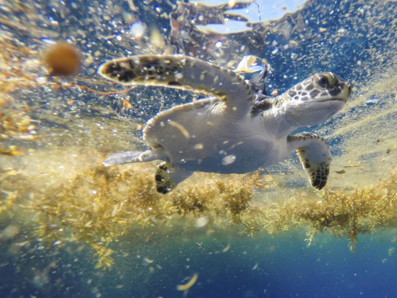 Scientists solve the mystery of sea turtles' 'lost years'