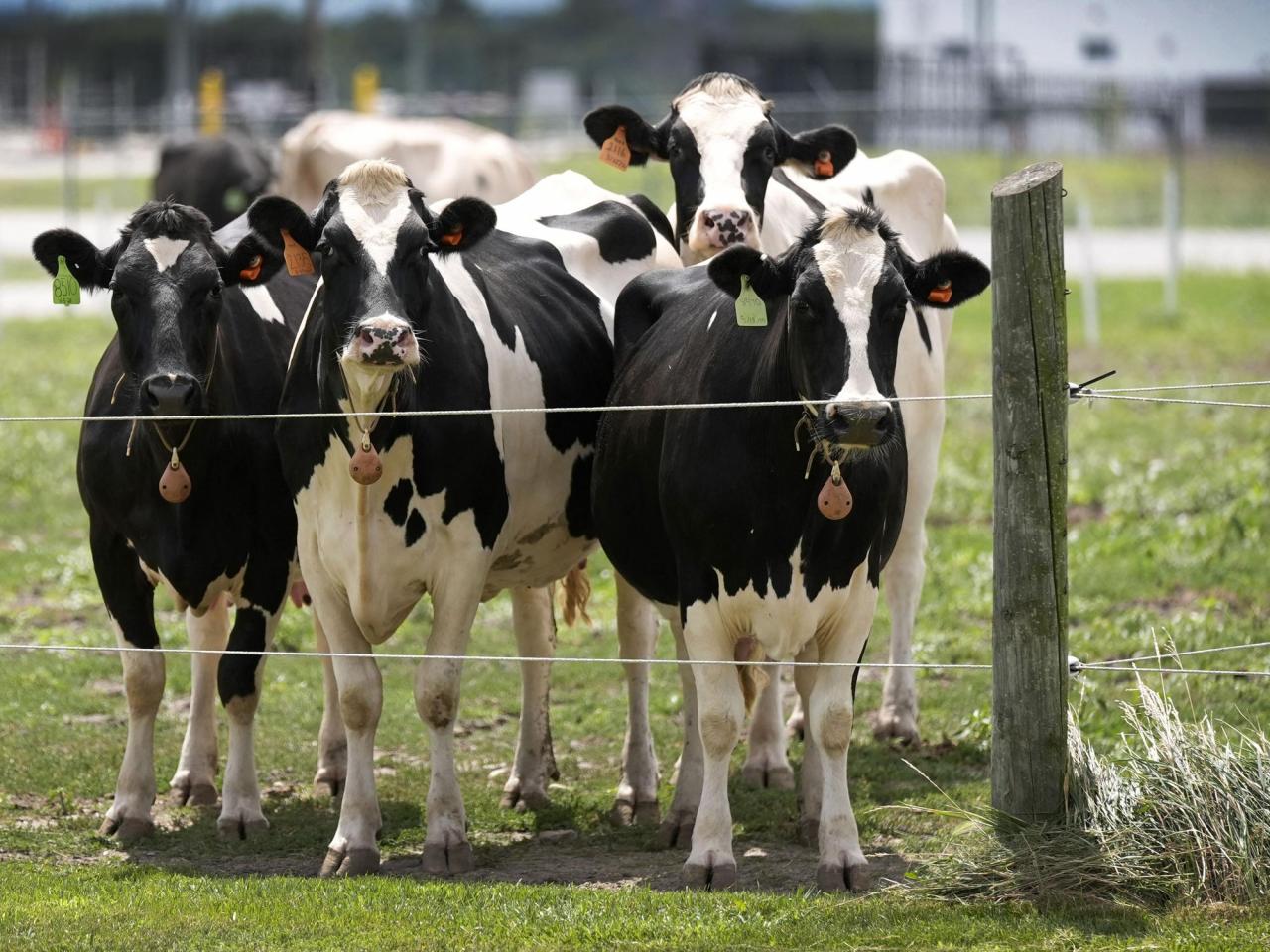 Second type of bird flu detected in US dairy cows