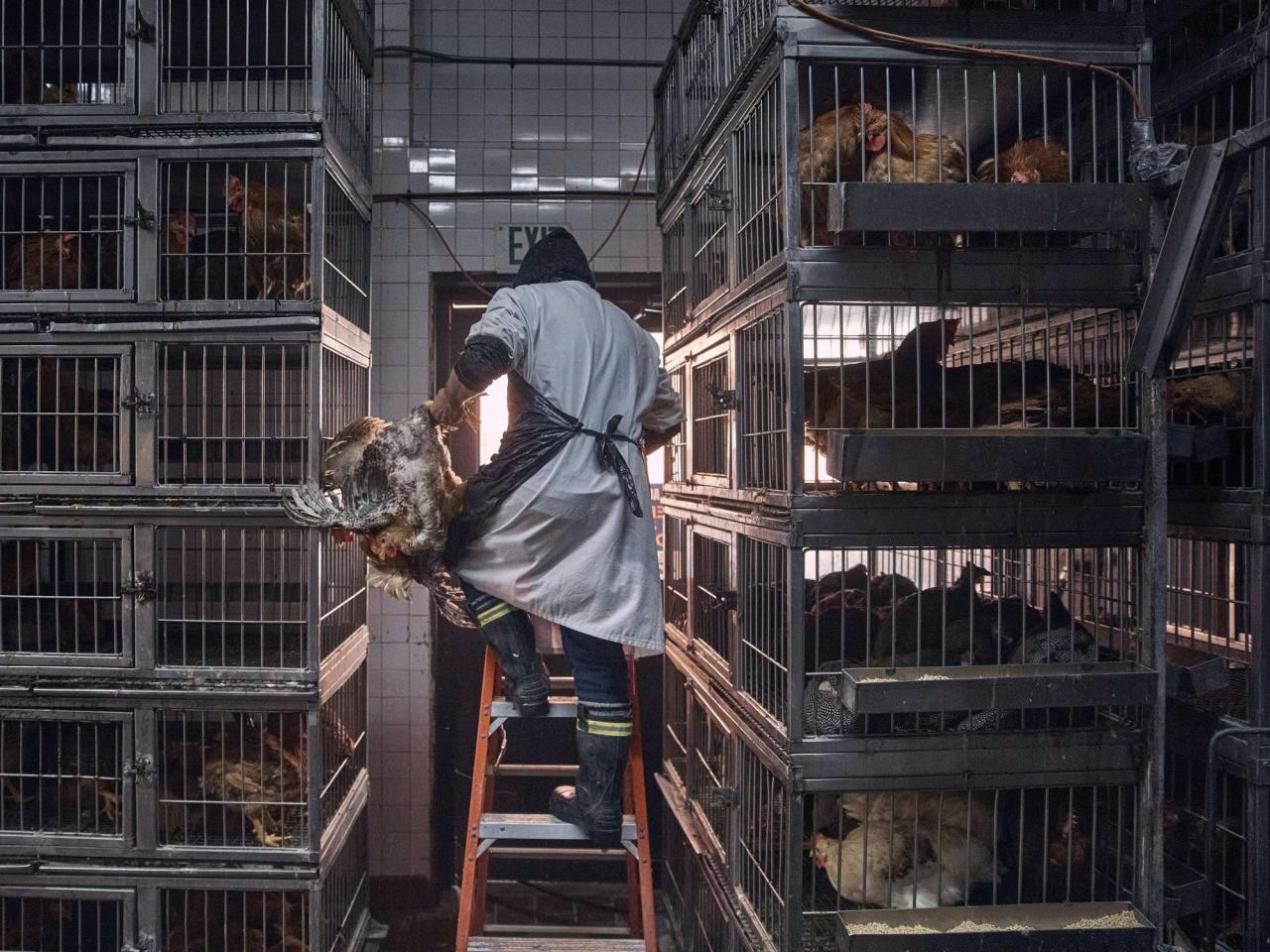 Some people didn't know they had a bird flu infection, study of veterinarians suggests