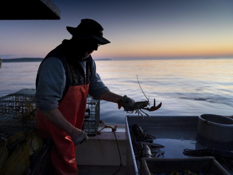 Stricter lobster fishing rules scrapped after complaints from fishermen about harm to industry