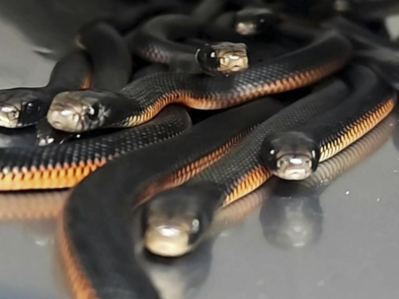 The number of venomous snakes removed from this Australian yard will make you shudder