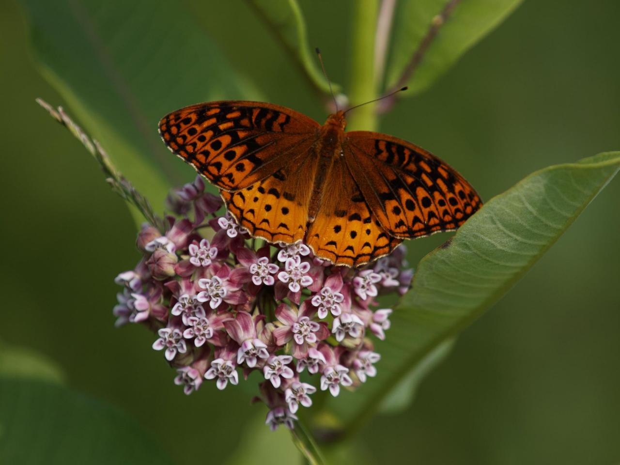 First national analysis finds America's butterflies are disappearing at 'catastrophic' rate