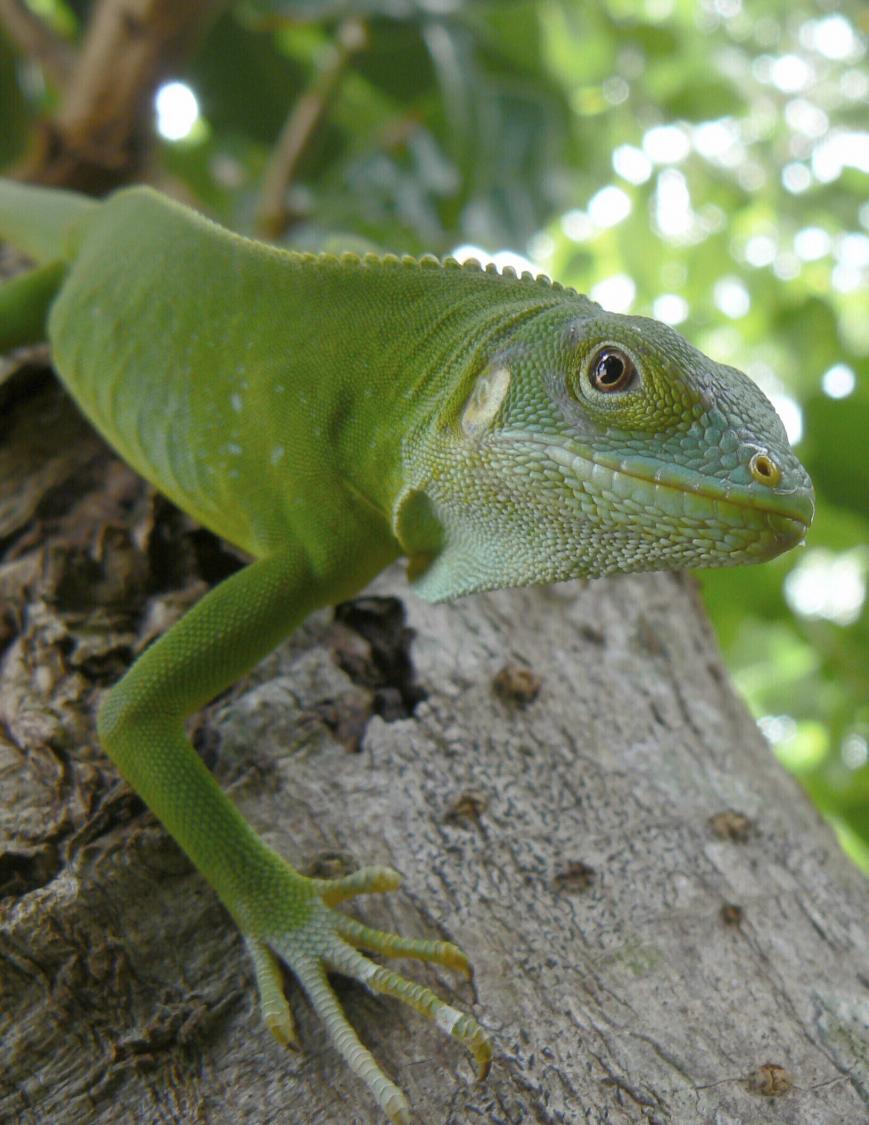 Iguanas likely crossed the Pacific millions of years ago on a record-setting rafting trip