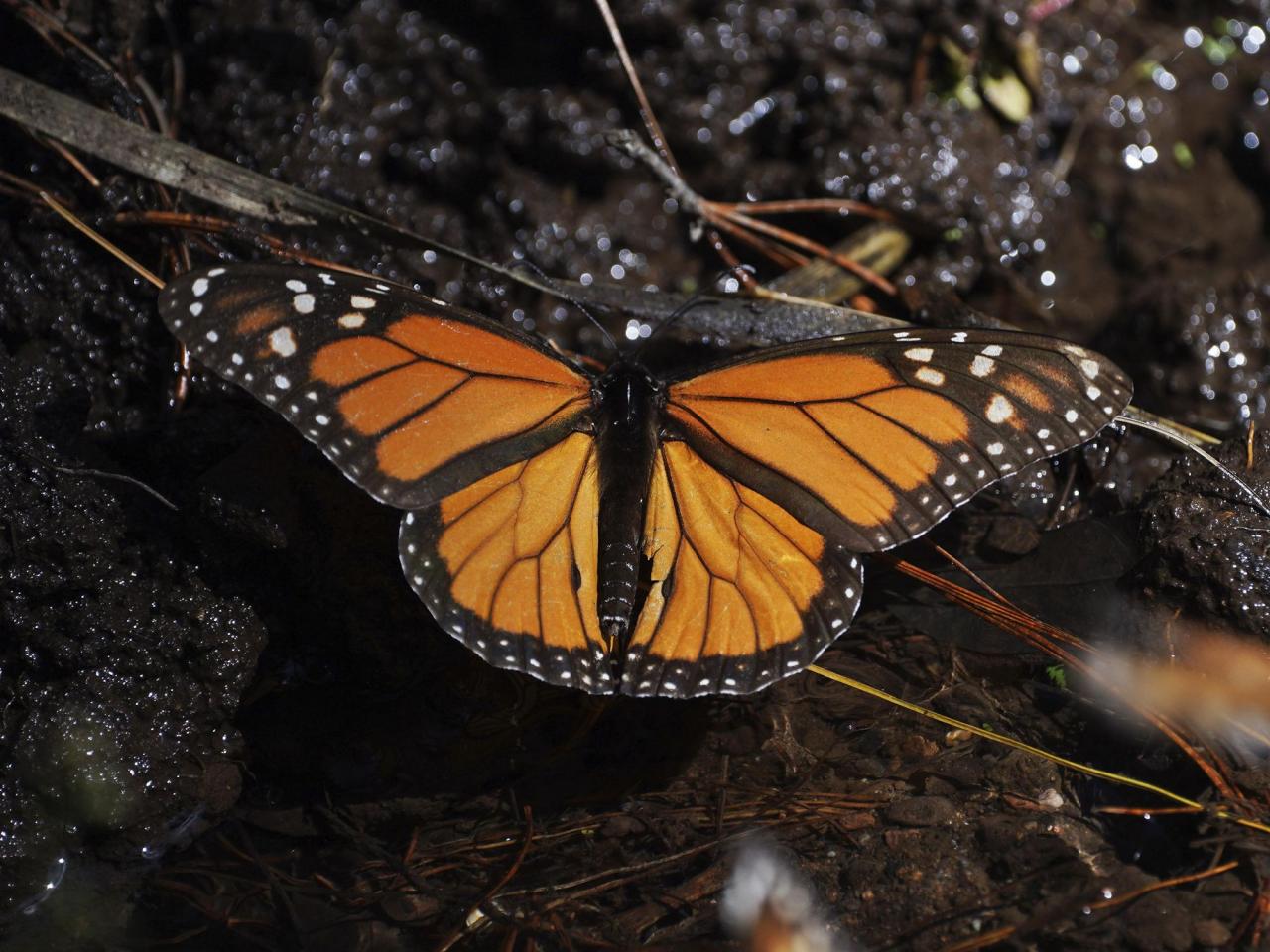 Monarch butterflies wintering in Mexico rebound this year