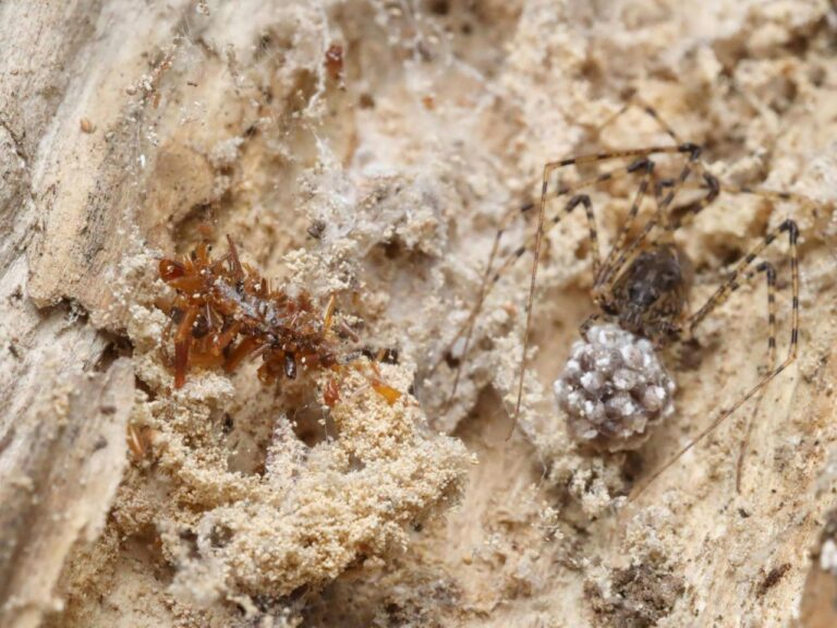 A carnivorous 'bone collector' caterpillar dresses in the remains of its prey