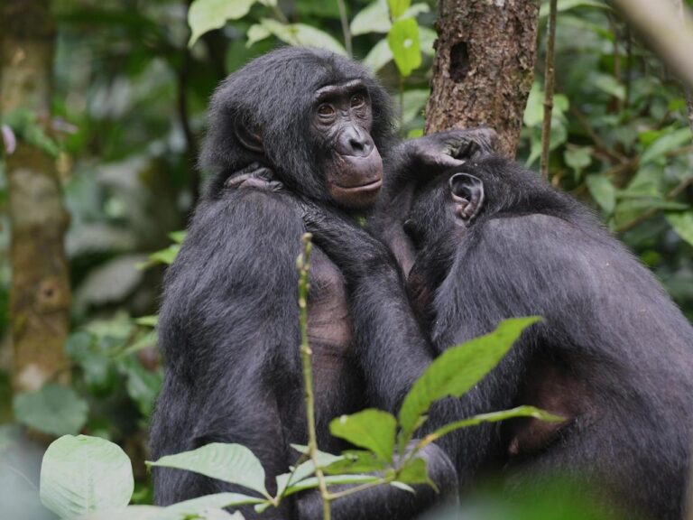 Bonobos in Congo form girl groups to fend off male aggression, study says