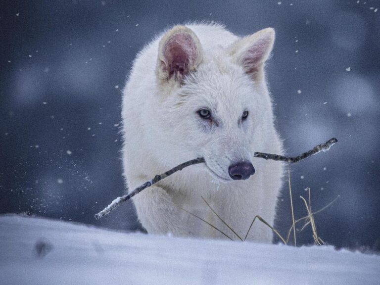 Scientists genetically engineer wolves with white hair and muscular jaws like the extinct dire wolf