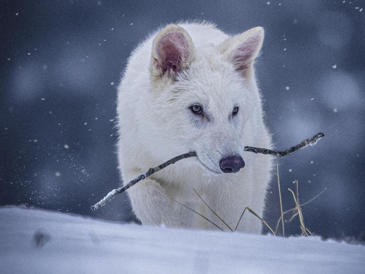 Scientists genetically engineer wolves with white hair and muscular jaws like the extinct dire wolf