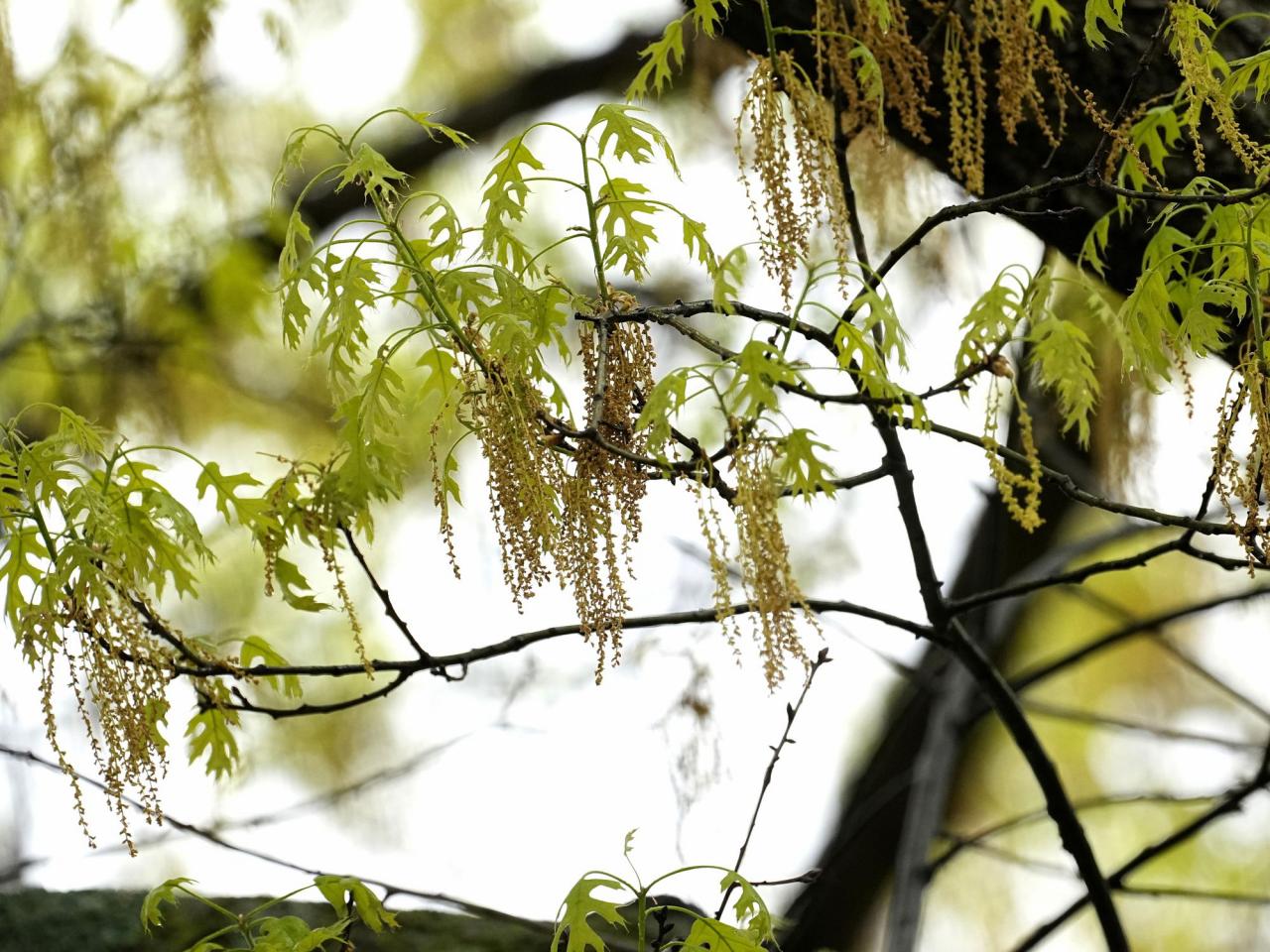 Spring allergies are back. Here's how to check pollen levels and keep from sneezing