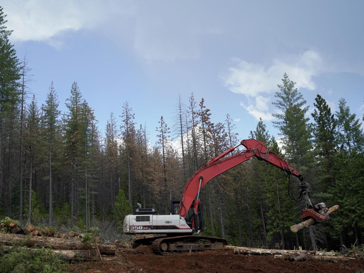 Trump administration rolls back forest protections in bid to ramp up logging