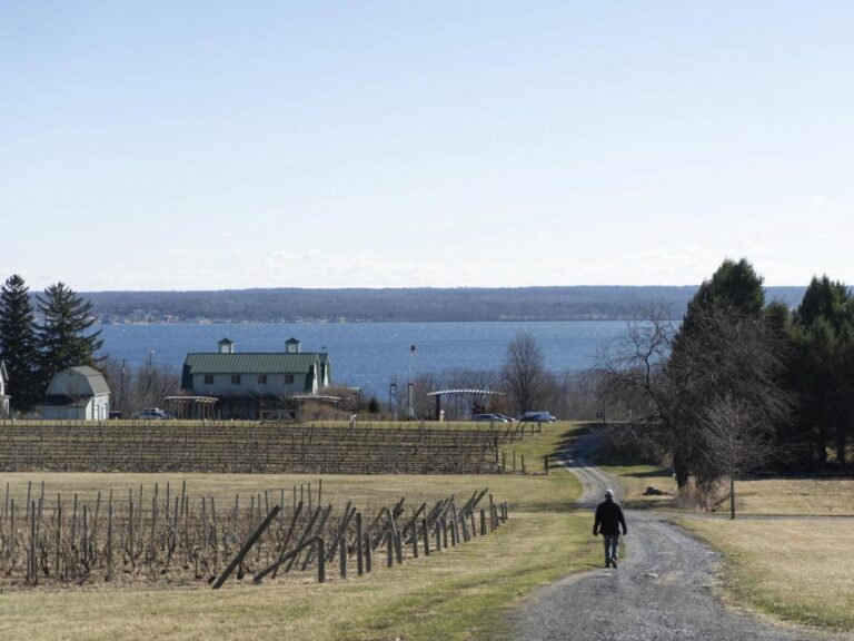 Vineyards in NY wine country push sustainability as they adapt to climate change