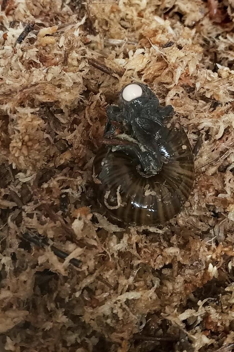 A rare New Zealand snail is filmed for the first time laying an egg from its neck