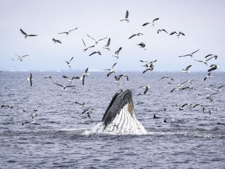 As Trump pares back ocean protections, California weighs expanding them