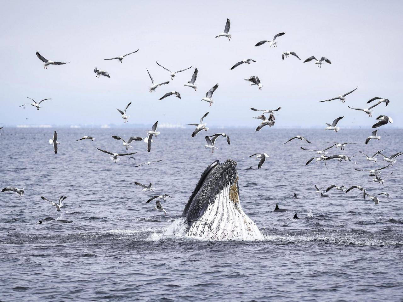 As Trump pares back ocean protections, California weighs expanding them
