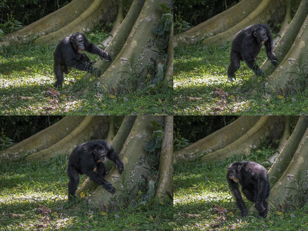 Chimpanzees drum with regular rhythm when they beat on tree trunks, a form of ancient communication