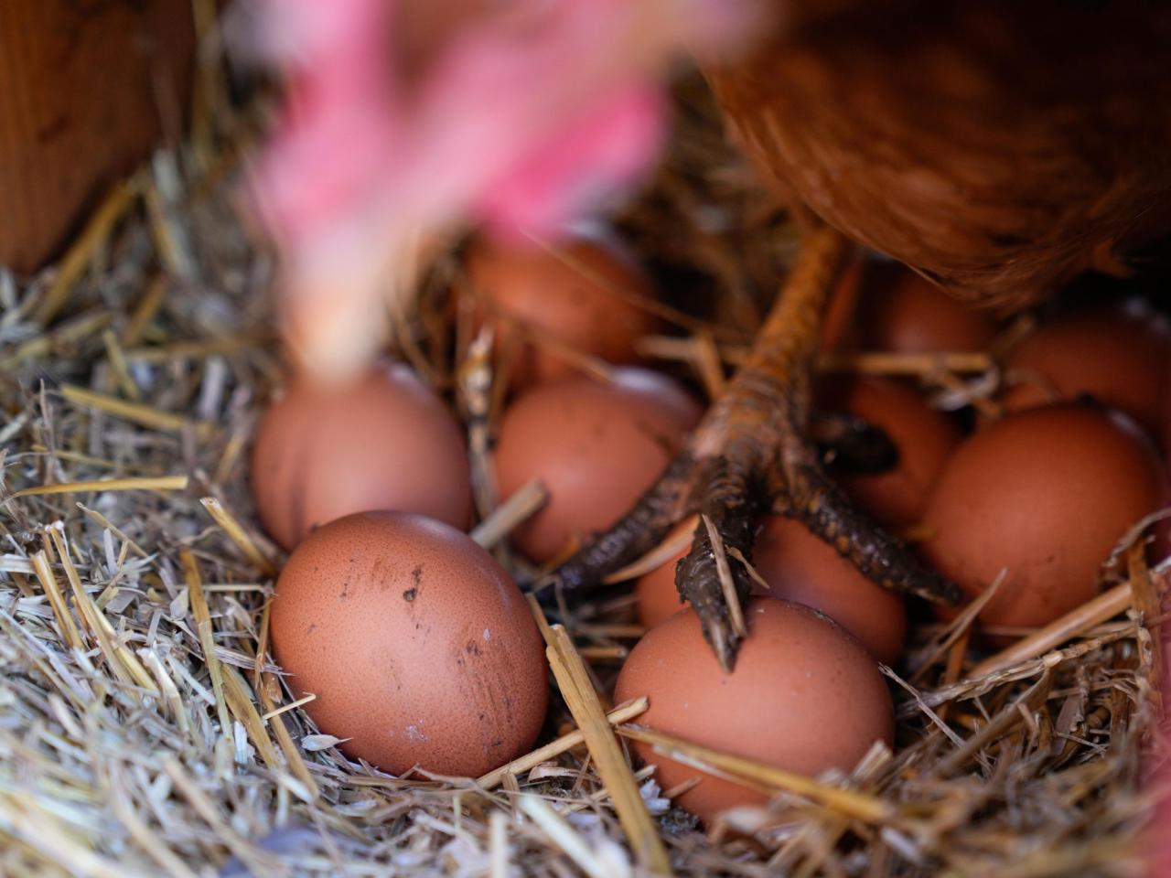 Eggs are less likely to crack when dropped on their side, according to science