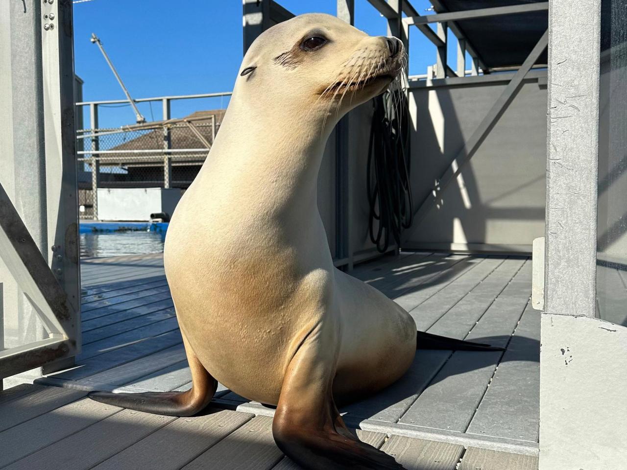 Scientists once thought only humans could bob to music. Ronan the sea lion helped prove them wrong